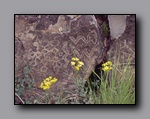 Click to enlarge 844 shelr bpk 14062005 petroglyphs yellow flowers rst.jpg